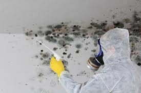 Best Biohazard Mold Removal in Falls City, NE